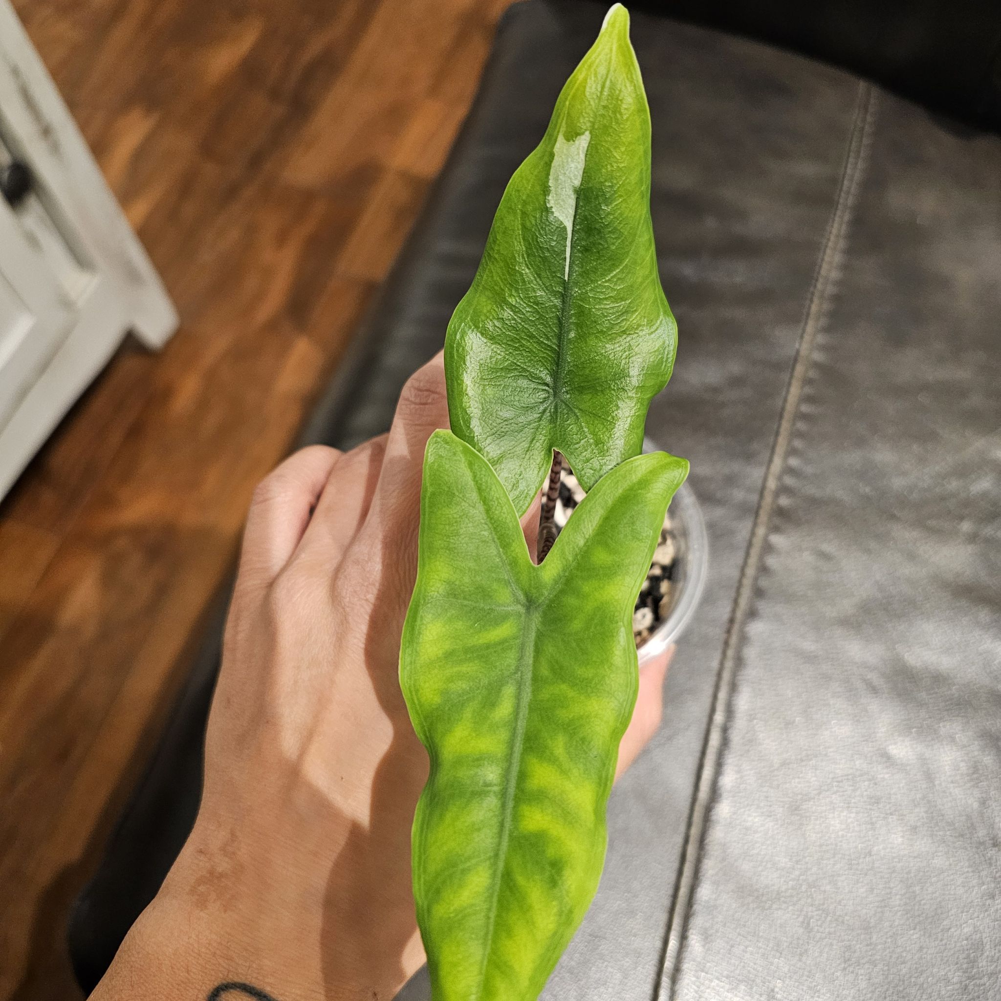 Photo of the plant species Alocasia Tigrina by @TropicalDesert named Al. Tigrina Var 10.2025 on Greg, the plant care app