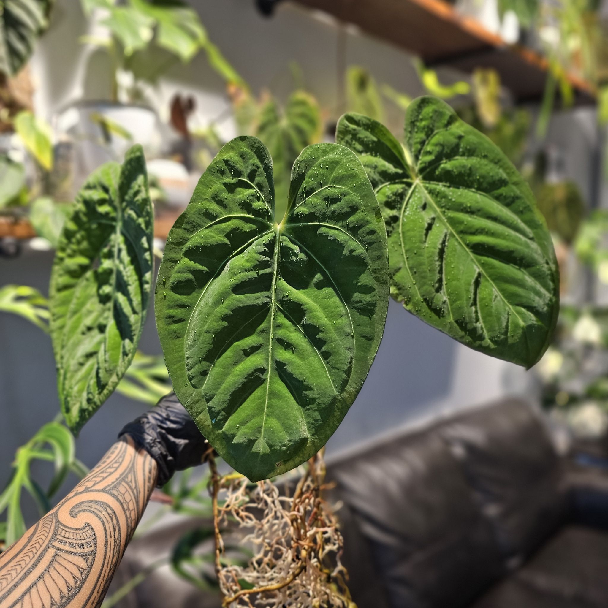 Photo of the plant species Anthurium Dark Phoenix x Magnificum by @TropicalDesert named An. Dark Phoenix Self 11.16.25 on Greg, the plant care app