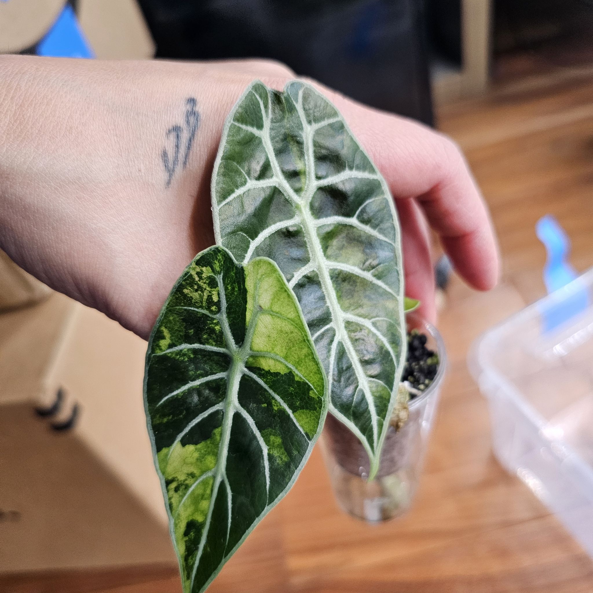 Photo of the plant species Alocasia Watsoniana Purple Vein by @TropicalDesert named Al. Watsoniana Doff Pink 11.7.25 on Greg, the plant care app
