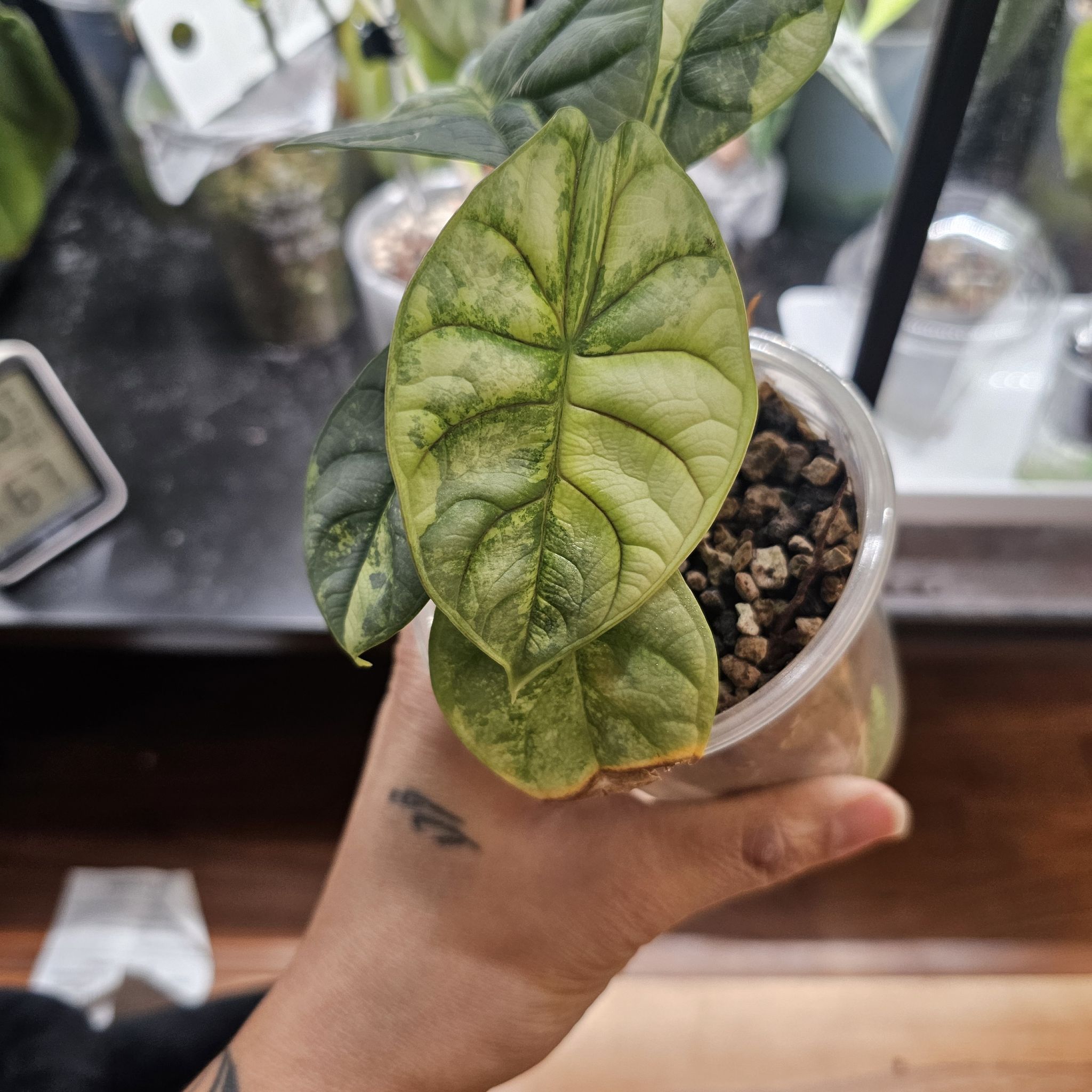 Photo of the plant species Alocasia Baginda Silver Dragon by @TropicalDesert named Al. Silver Dragon Aurea 11.6.25 on Greg, the plant care app