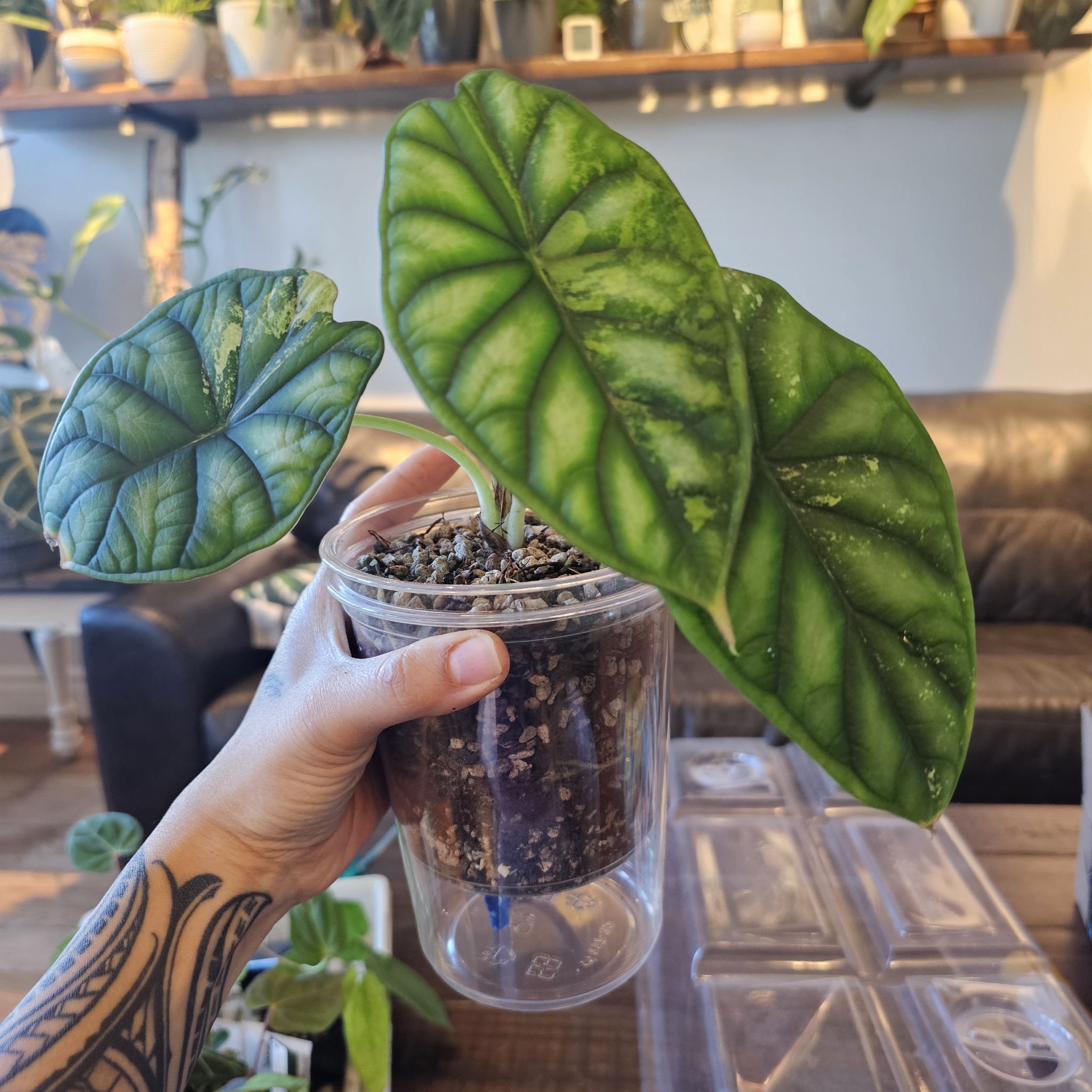 Photo of the plant species Alocasia Dragon Scale Albo by @TropicalDesert named Al. Dragon Scale Albo 11.6.25 on Greg, the plant care app