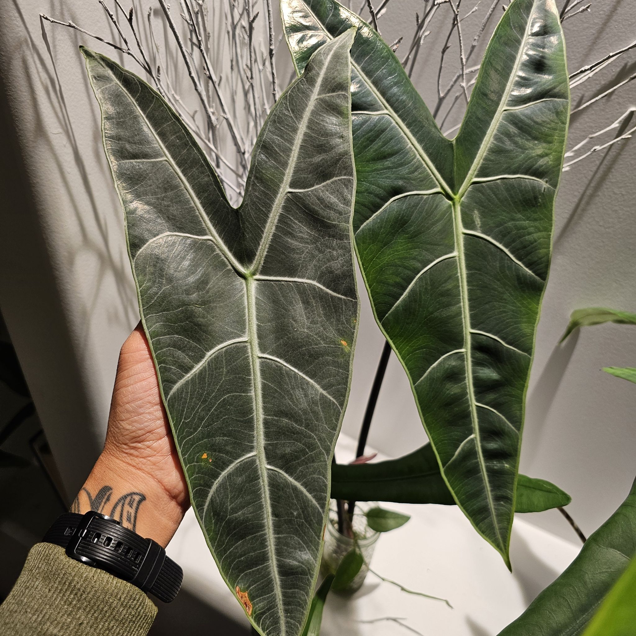 Photo of the plant species Alocasia Longiloba Silver by @TropicalDesert named Al. Longiloba Silver 10.2025 on Greg, the plant care app
