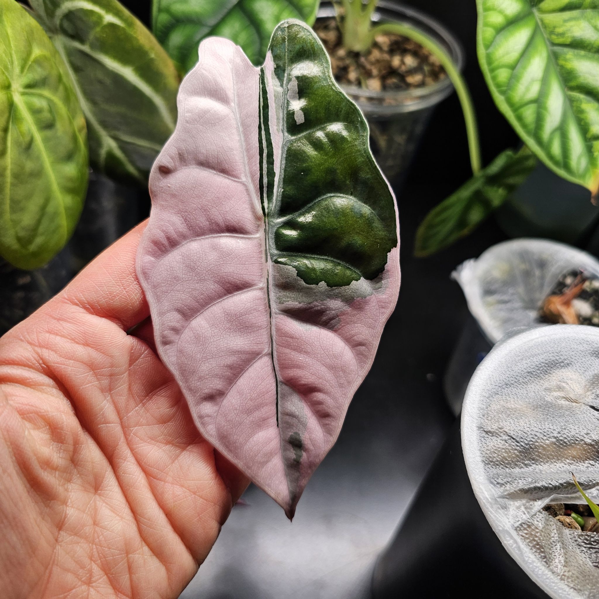 Photo of the plant species Alocasia Chantrieri Pink by @TropicalDesert named Al. Chantrieri Pink 11.14.25 on Greg, the plant care app