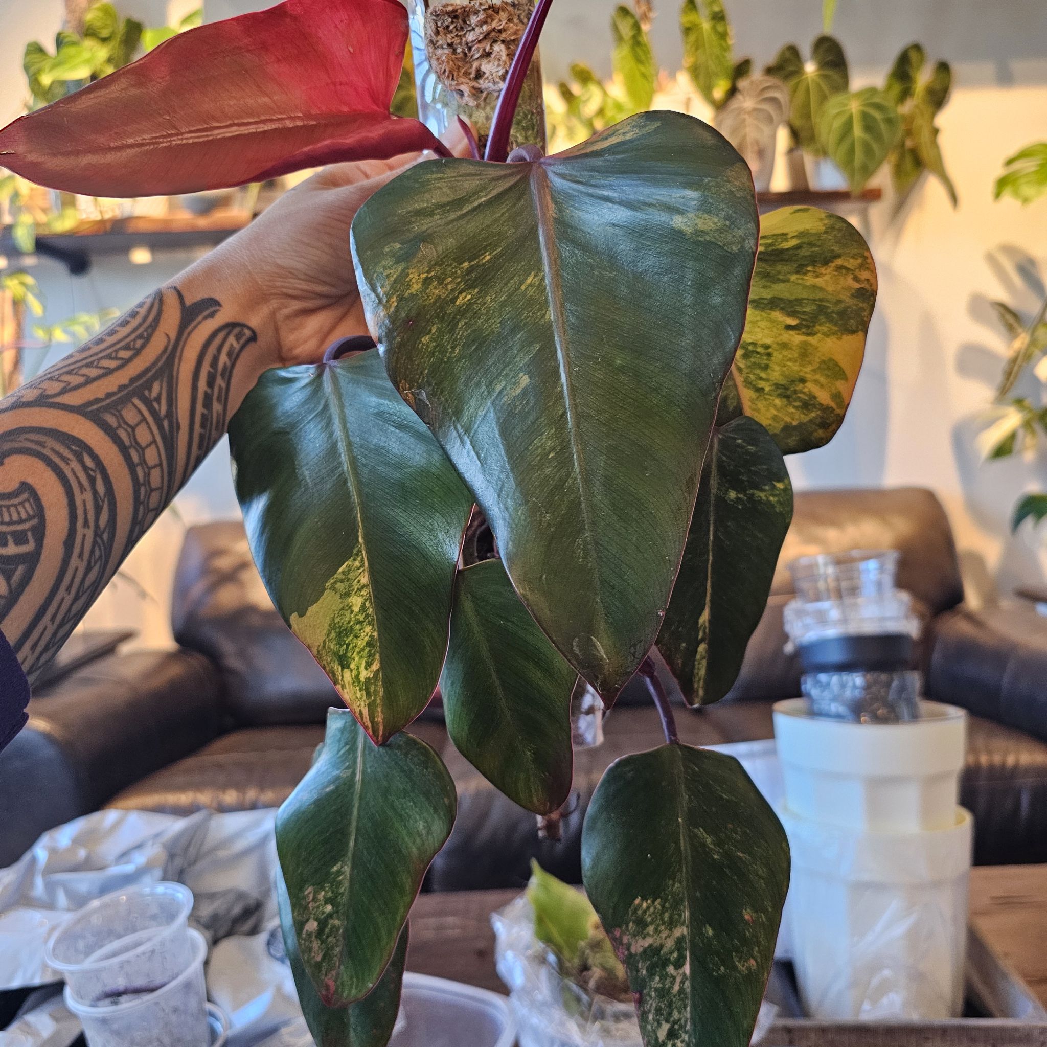 Photo of the plant species Strawberry Shake Philodendron by @TropicalDesert named Ph. Strawberry Shake on Greg, the plant care app