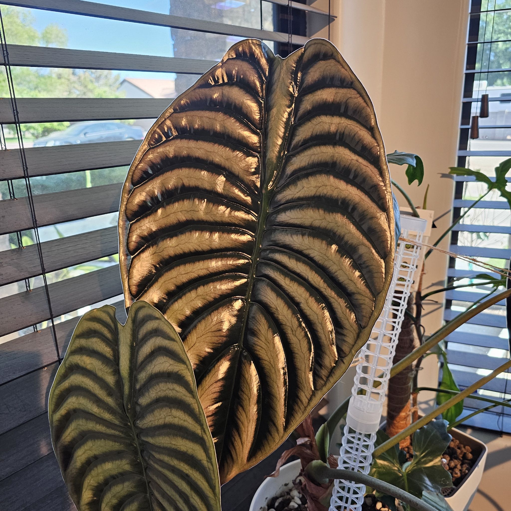 Photo of the plant species Red Secret Alocasia by @TropicalDesert named Al. Cuprea Christine 1.2026 on Greg, the plant care app