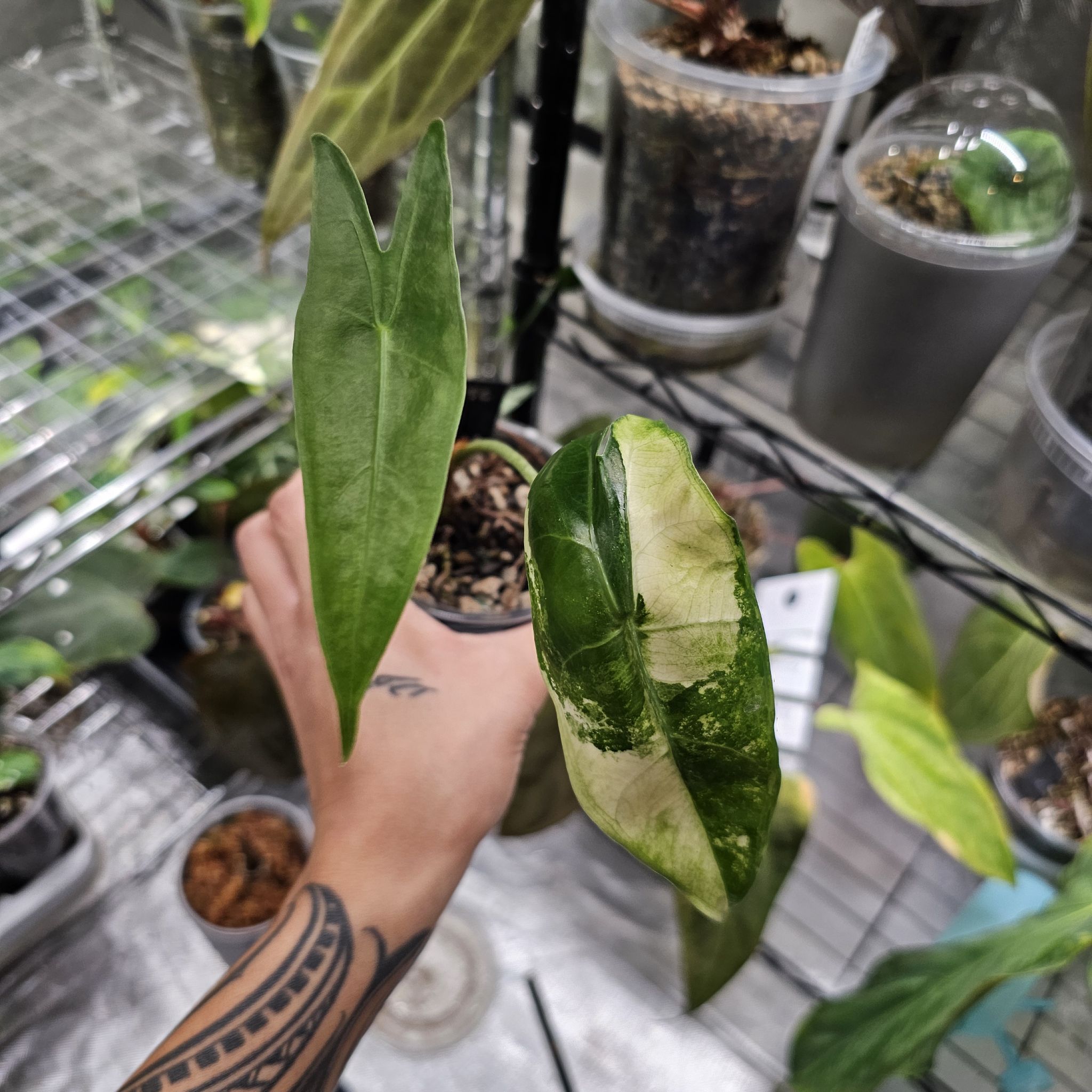 Photo of the plant species Alocasia longiloba variegated by @TropicalDesert named Al. Longiloba Albo Christina on Greg, the plant care app