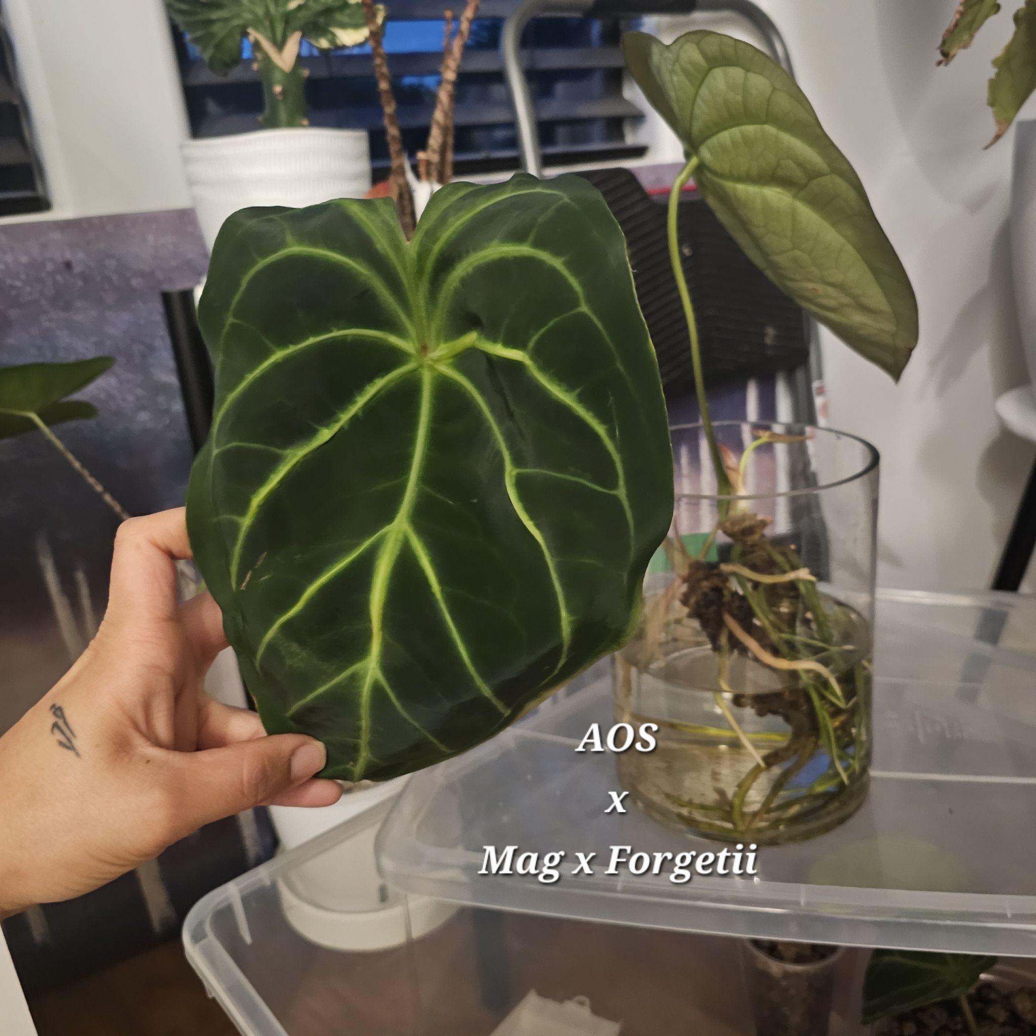 Photo of the plant species Anthurium AOS Forgetii xx Barry Blue Velvet by @TropicalDesert named An. AOS x Mag/For 12.2025 Christine on Greg, the plant care app