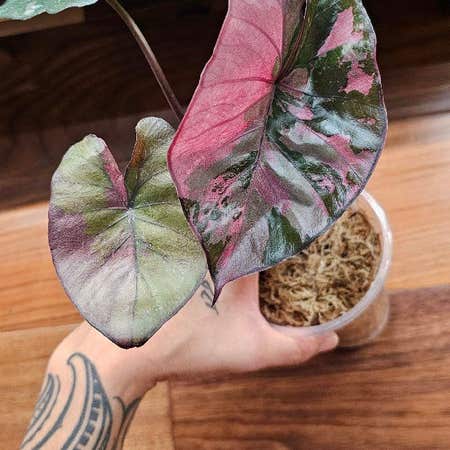 Photo of the plant species Alocasia 'Serendipity' by @TropicalDesert named Alocasia Serendipity Variegated 2.14.24 on Greg, the plant care app