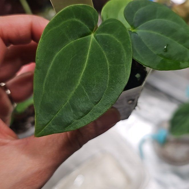 Photo of the plant species Anturio Dressleri by @TropicalDesert named An. Dress RG#2 X BVEP Ra1 on Greg, the plant care app