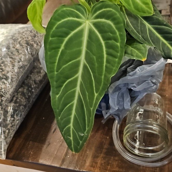 Photo of the plant species Anthurium ‘Villenaorum’ by @TropicalDesert named An. Villenaorum 12.22.25 $20 on Greg, the plant care app