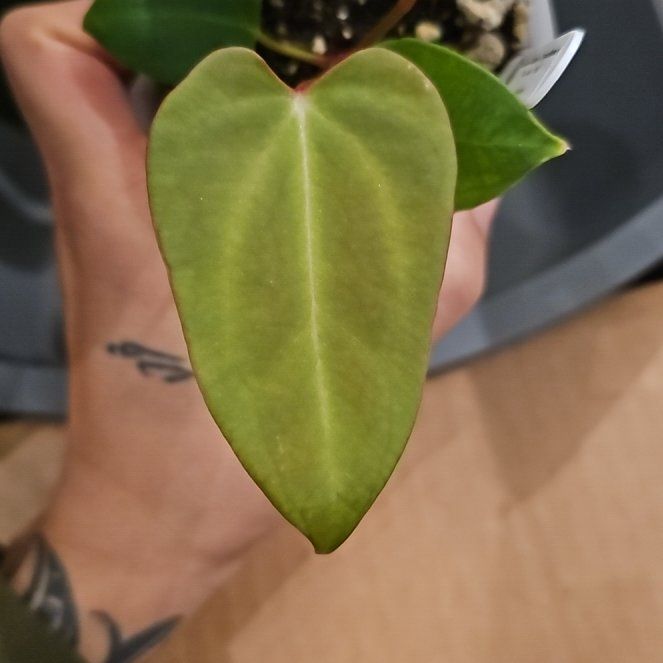 Photo of the plant species Anthurium besseae aff. by @TropicalDesert named An. Bess Galaxy/Crys x The Wall/Pap 12.26.25 on Greg, the plant care app