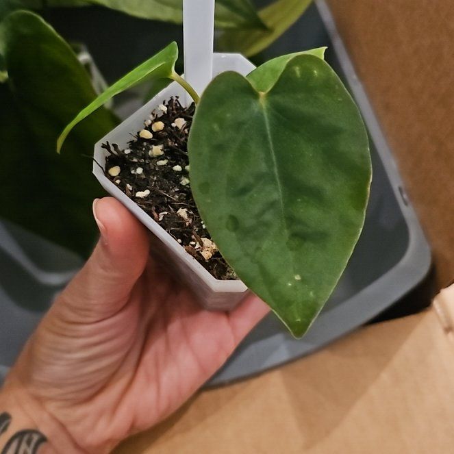 Photo of the plant species Anthurium forgetii by @TropicalDesert named An. Forgetii x Dressleri 12.26.25 Evan on Greg, the plant care app