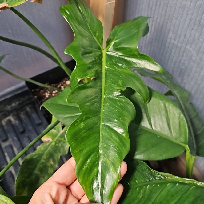 Photo of the plant species Philodendron Mottled Dragon by @TropicalDesert named Ph. Molted Dragon 6.21.25 on Greg, the plant care app