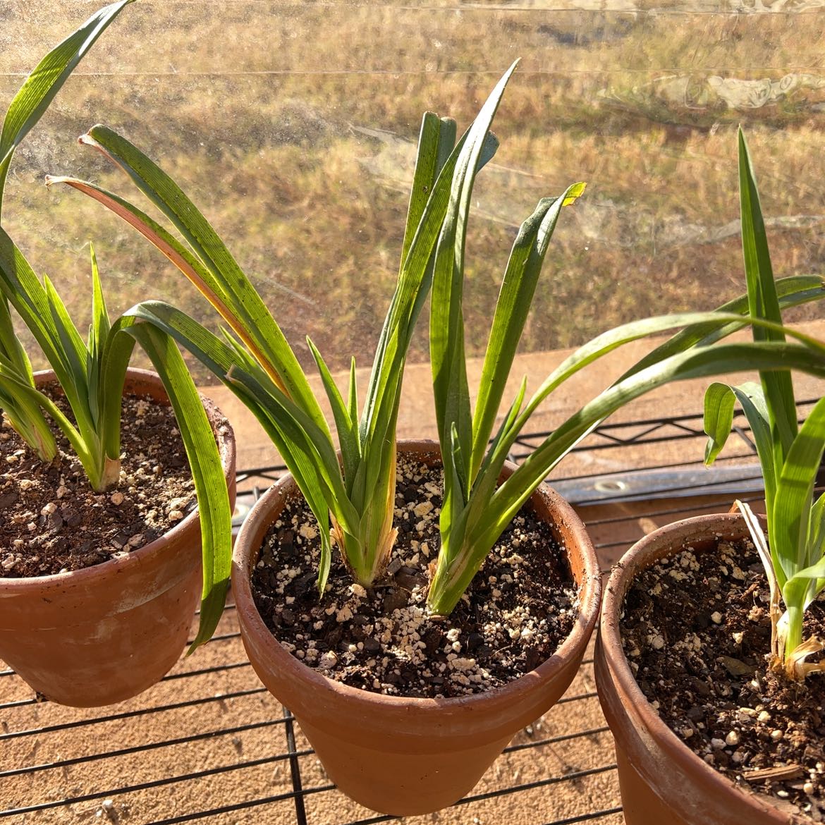 Photo of the plant species Reblooming Daylily by @DrBabyFac3 named Stella on Greg, the plant care app
