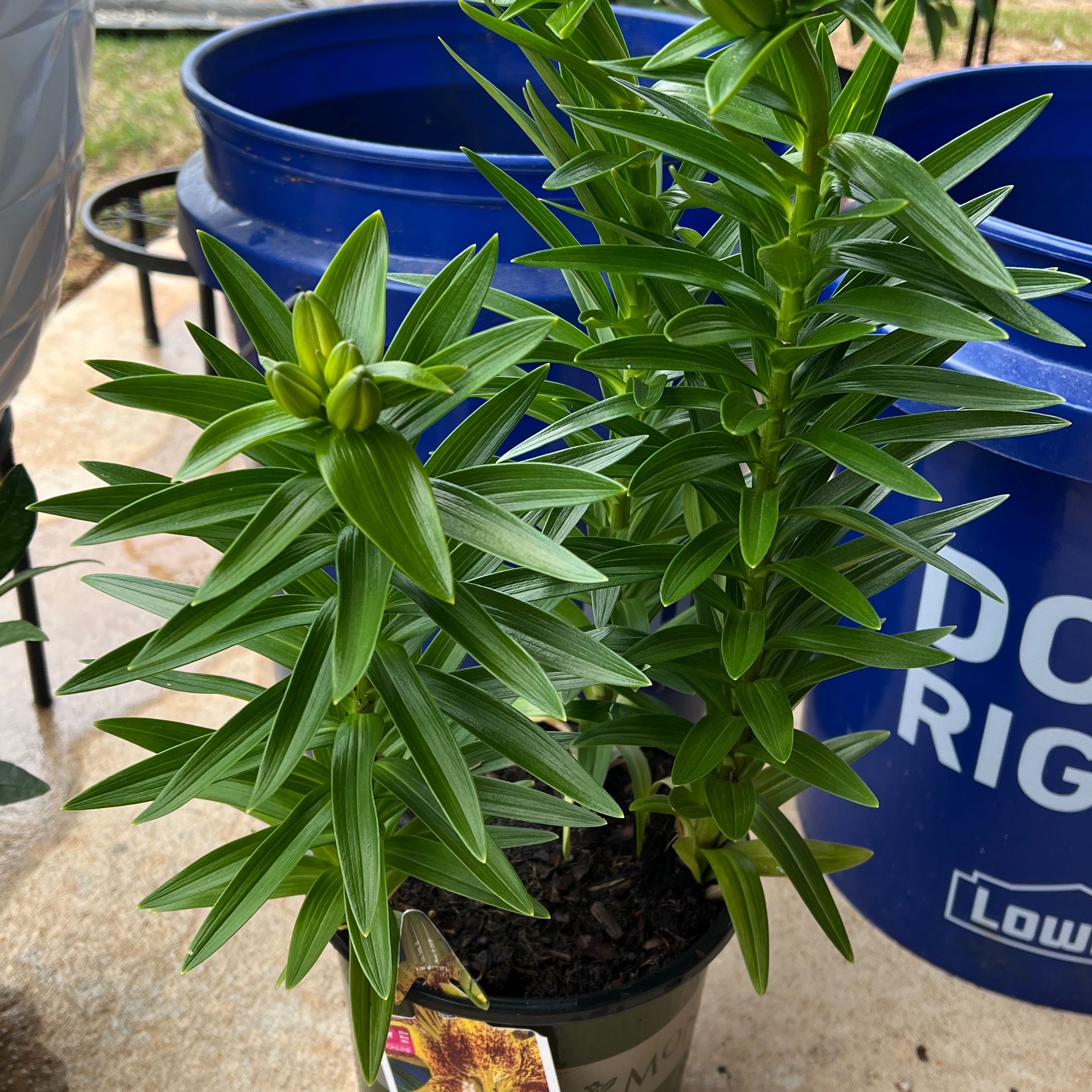 Photo of the plant species Mountain Lily by @DrBabyFac3 named Navajo on Greg, the plant care app