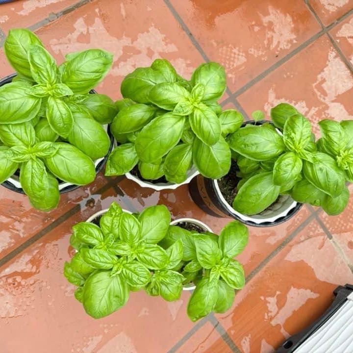Should I Repot My Sweet Basil?