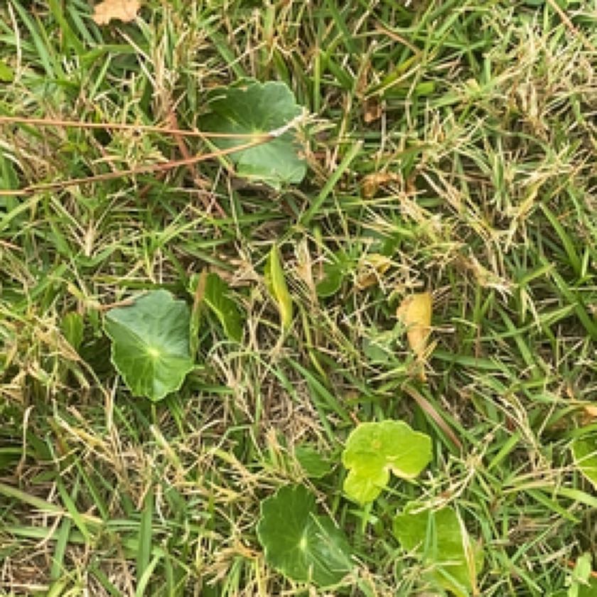 Photo of the plant species Marsh Pennywort by @AmiablePitayita named Sonora on Greg, the plant care app