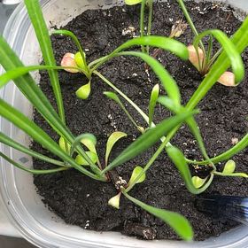 Photo of the plant species Treasure Flower by @HypnoticPersia named Marilyn on Greg, the plant care app