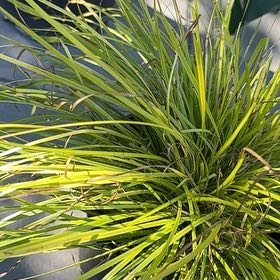 Photo of the plant species Spiny-Head Mat-Rush by @TryCliffsedum named Emerson on Greg, the plant care app