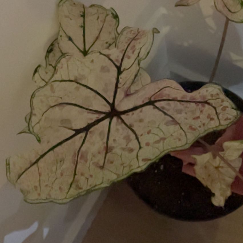 Photo of the plant species Splash of Wine Caladium by @DarlingCowbane named Gaga on Greg, the plant care app