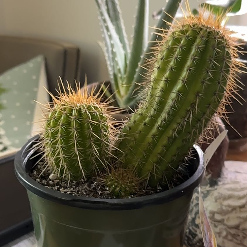 Photo of the plant species Tricholobivia 'Pinkie' by @ComicRaspberry named Ronaldo on Greg, the plant care app