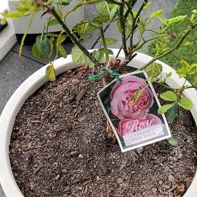 Photo of the plant species English Rose by @DeftHarebarley named Pretty Jessica on Greg, the plant care app