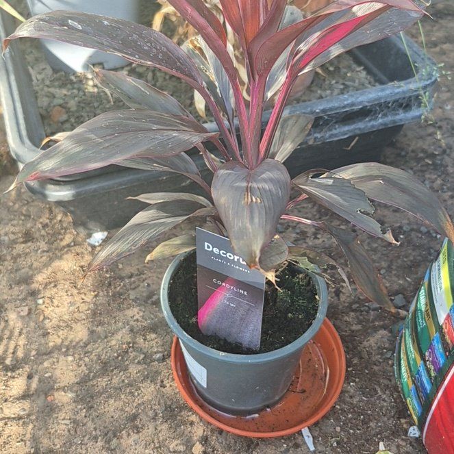 Photo of the plant species Cordyline 'Tango' by @AstuteQuince named Pax on Greg, the plant care app