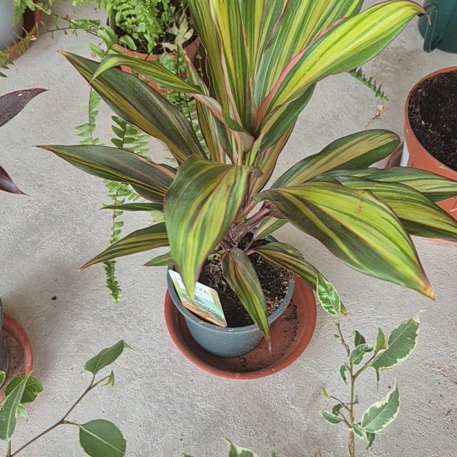 Photo of the plant species Cordyline 'Tricolor' by @AstuteQuince named Kiwi on Greg, the plant care app