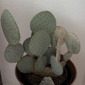 Photo of the plant species Blind Prickly Pear by @GodlyClubmoss named Aria on Greg, the plant care app
