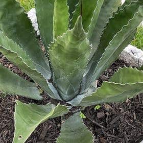 Photo of the plant species Agave Raksasa by @ValiantWaxplant named Bigleef Smalls on Greg, the plant care app