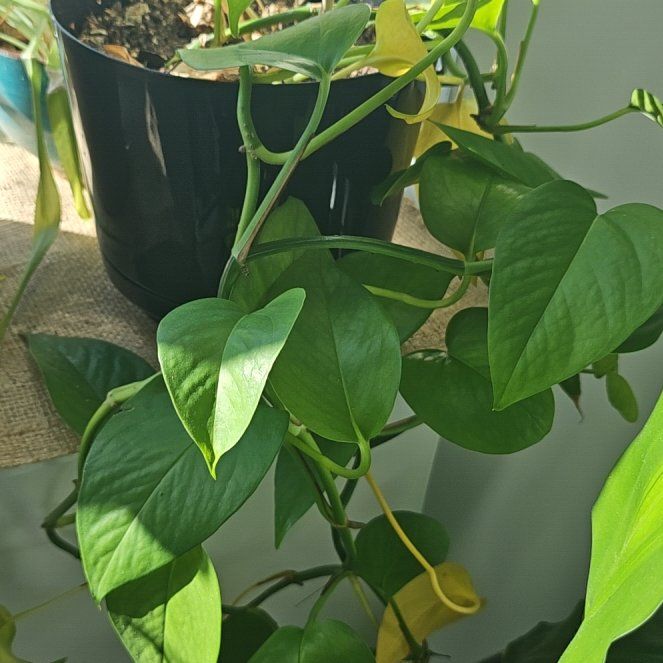 Climbing Plants Ivy Safe For Dogs Cheap Are Golden Pothos Poisonous To Dogs  Shop Pothos Golden Pothos Plant Care Difficulty Easy AmieSue