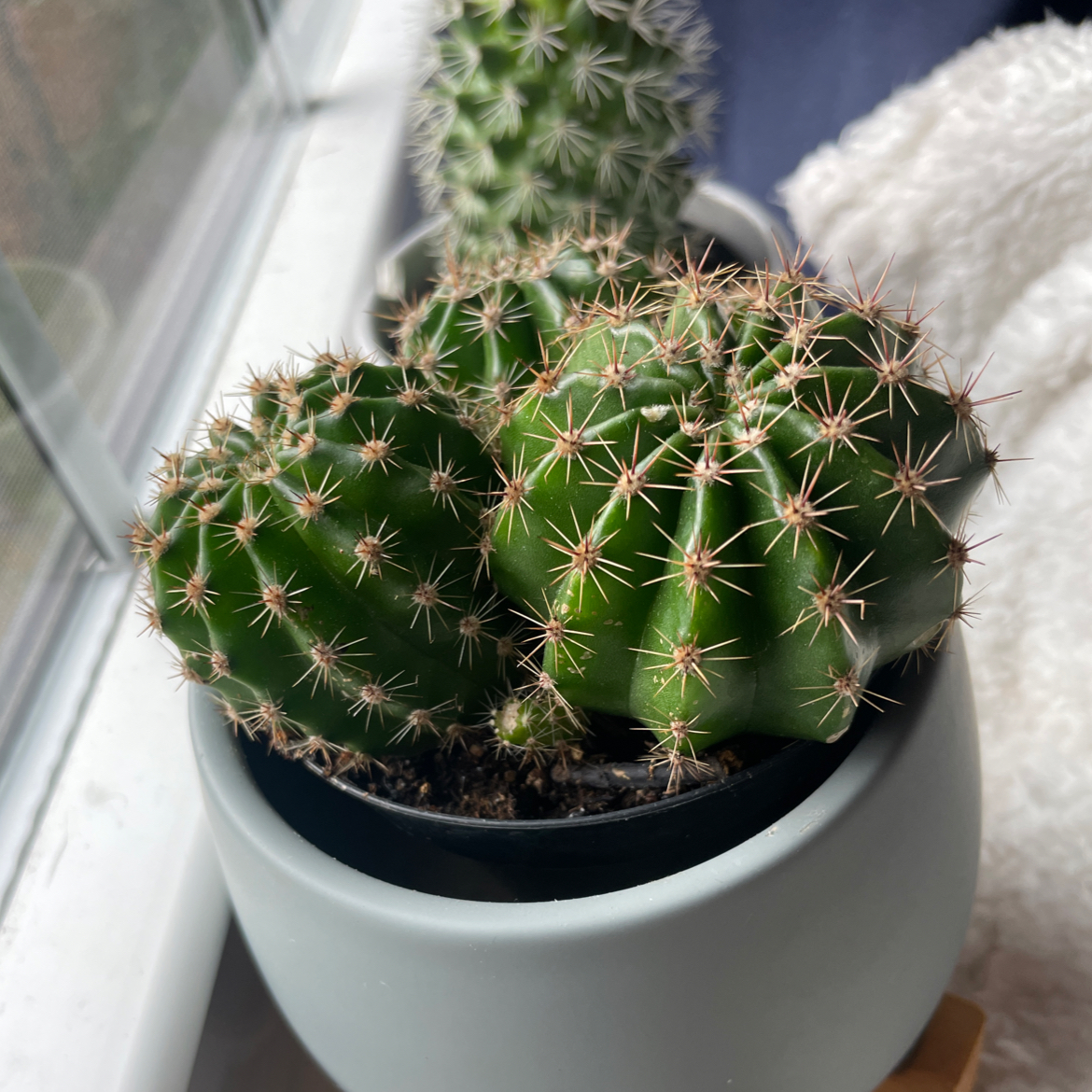 Echinobivia 'Rainbow Bursts' cactus in a pot on a windowsill, vibrant and healthy.