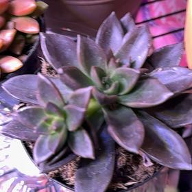 Photo of the plant species Echeveria 'Leilana' by @DirectPlanera named Stella on Greg, the plant care app