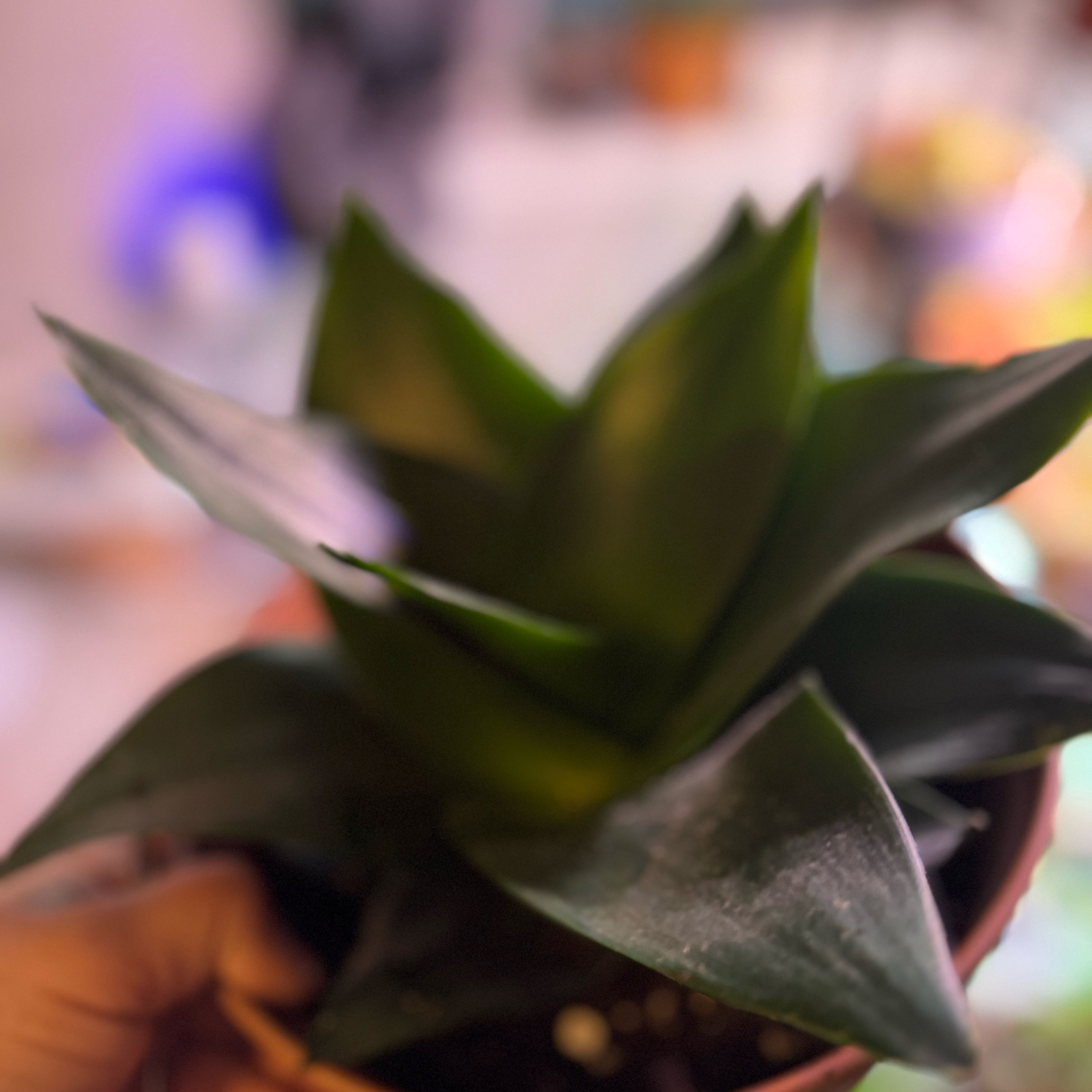 Sansevieria Black Dragon plant in a pot, slightly out of focus, with visible soil and a hand holding the pot.