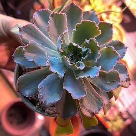 Photo of the plant species Crinoline ruffles by @DirectPlanera named Bigleef Smalls on Greg, the plant care app
