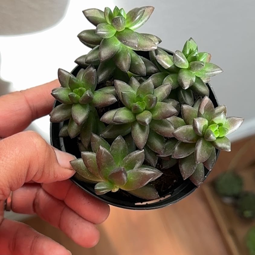 Healthy Sedeveria 'Jet Beads' succulent plant held by a hand.