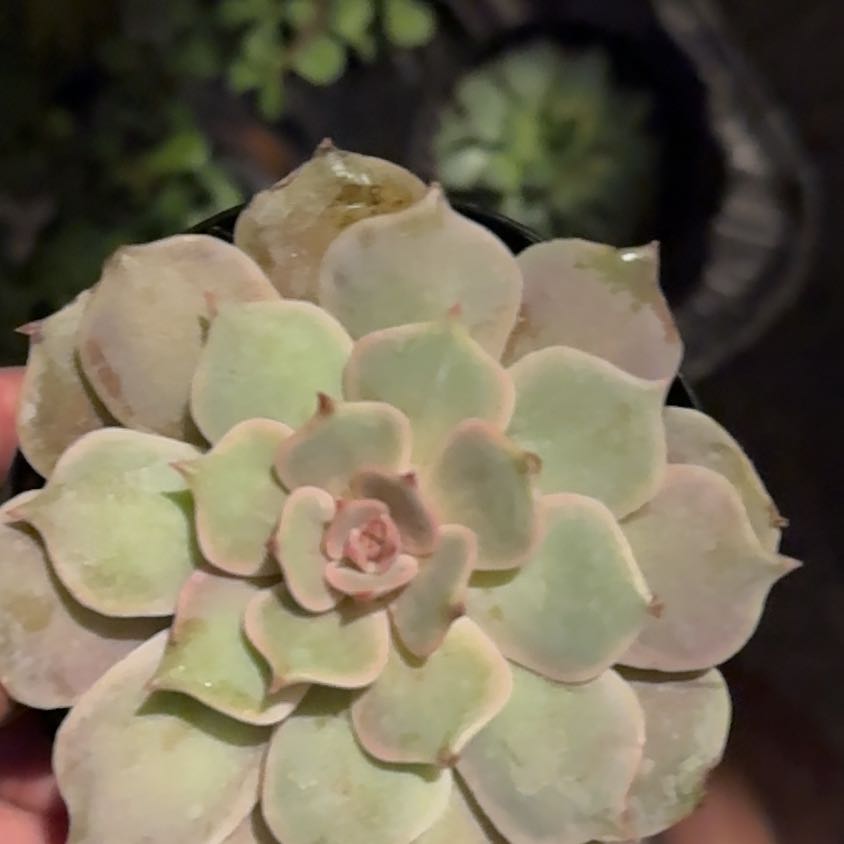 Photo of the plant species Echeveria Pink Lola by @DirectPlanera named Winston on Greg, the plant care app