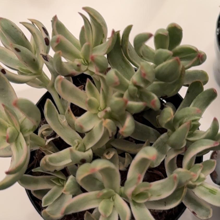 Photo of the plant species Crassula 'Candy Cane' by @DirectPlanera named Xena on Greg, the plant care app