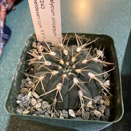 Photo of the plant species gymnocalycium piricarpum by @MerryTrextoes named Elina on Greg, the plant care app
