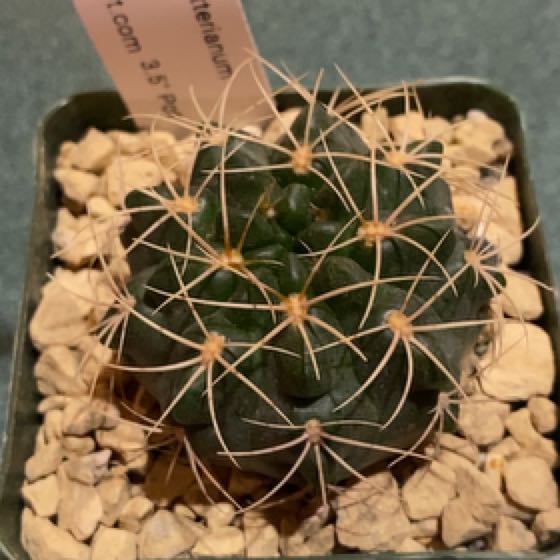 Photo of the plant species Gymnocalycium ritterianum by @MerryTrextoes named Sahara on Greg, the plant care app