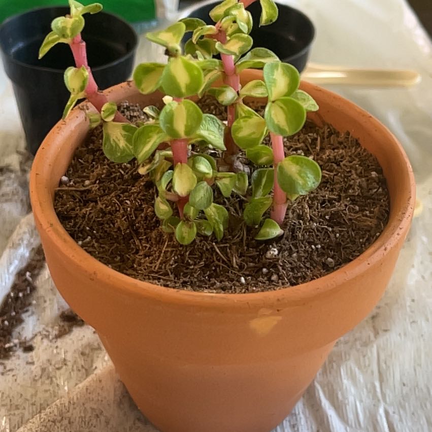 Portulacaria afra 'Kaleidoscope' plant in a terracotta pot with variegated leaves.