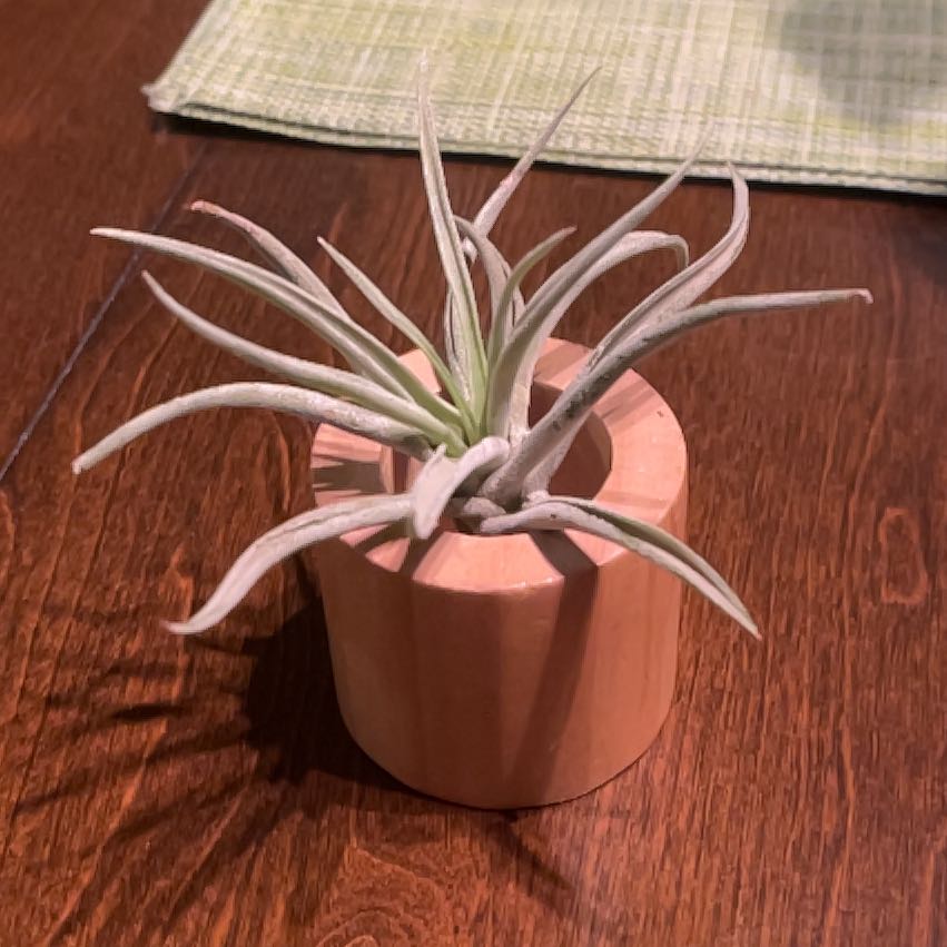 Aeranthos Air Plant in a wooden holder on a wooden surface.