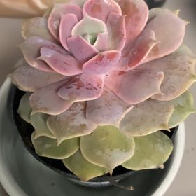 Photo of the plant species Echeveria Pink Lola by @CleverMakole named Bigleef Smalls on Greg, the plant care app