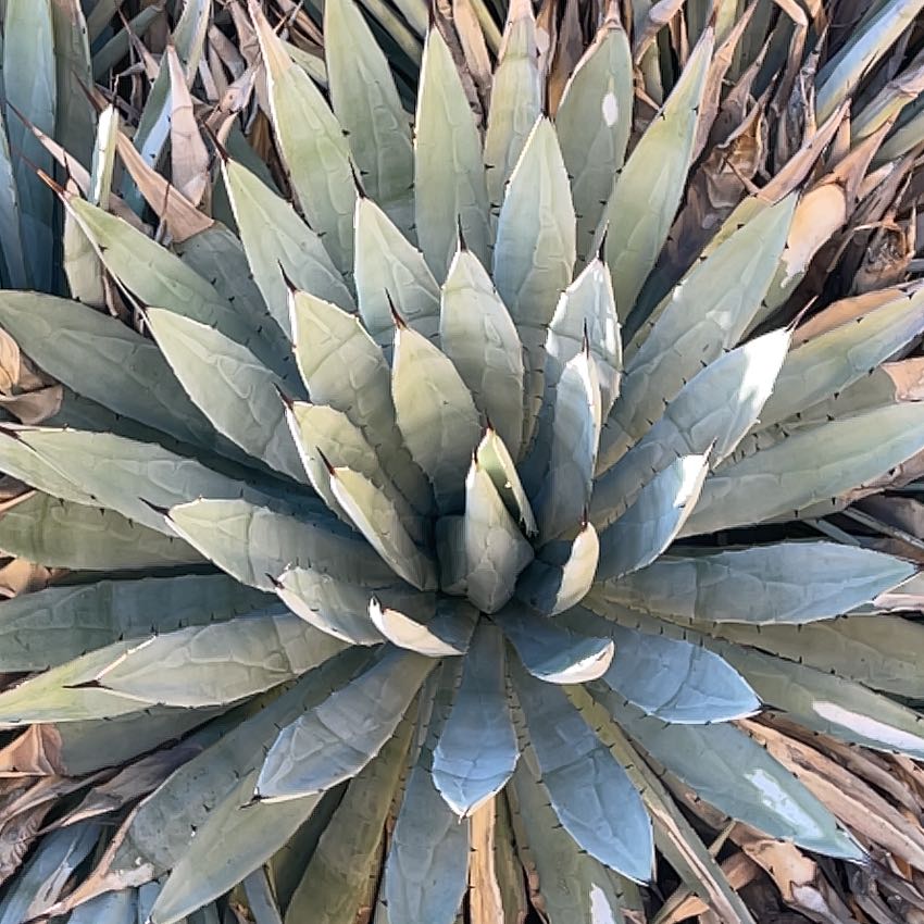 Parry's Agave plant with thick, pointed leaves and some browning at the tips.