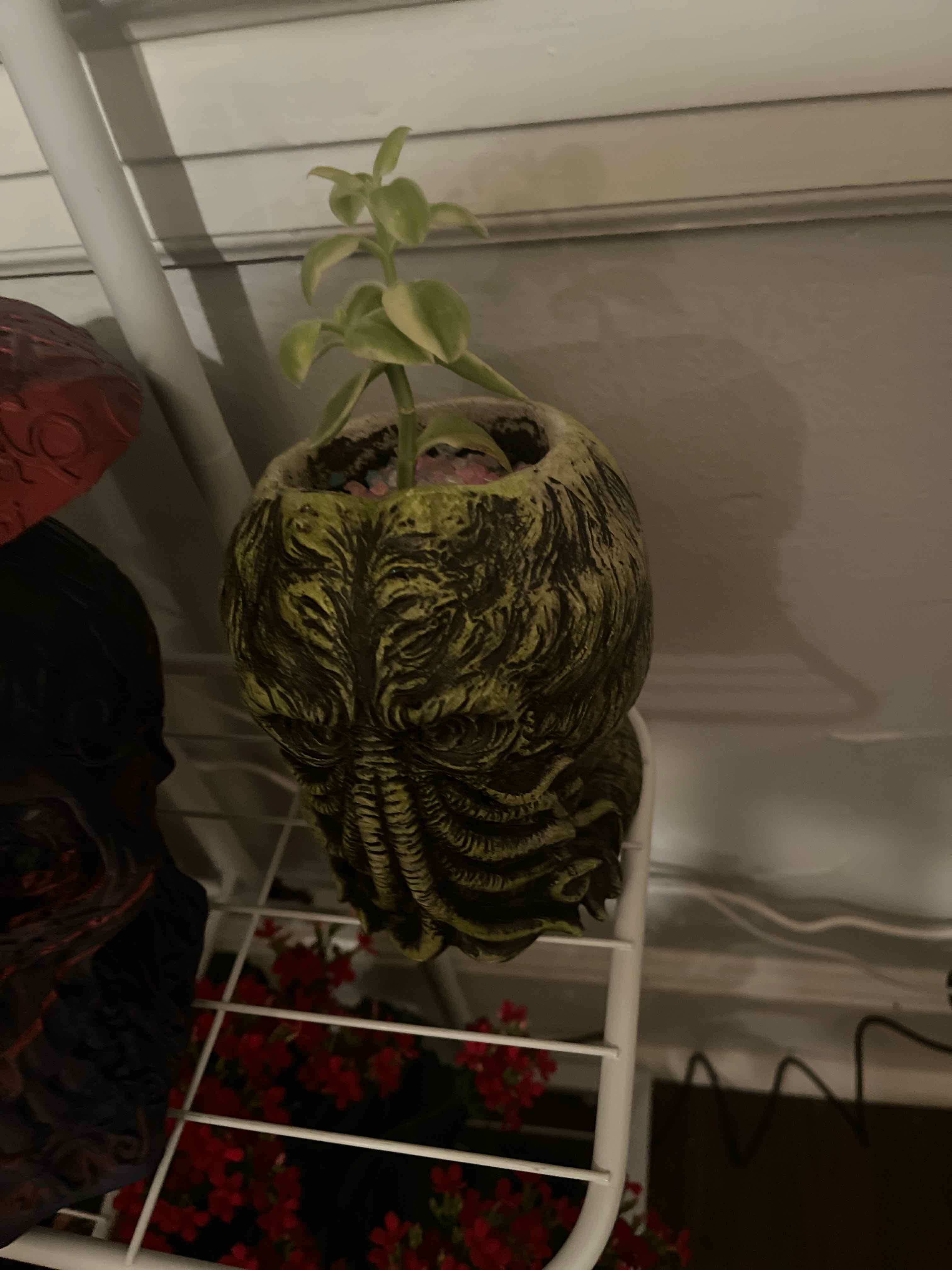 Cthulhu Mezoo