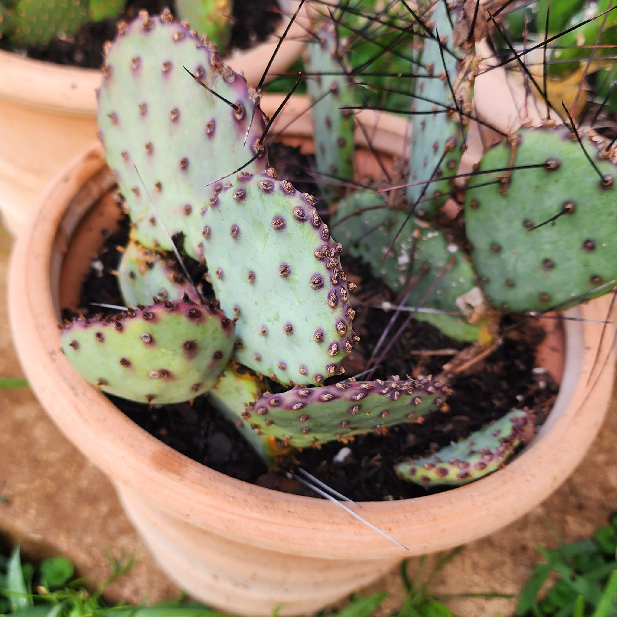 Photo of the plant species Opuntia 'Sapphire Wave' by @LadyOricad named Beyonce on Greg, the plant care app
