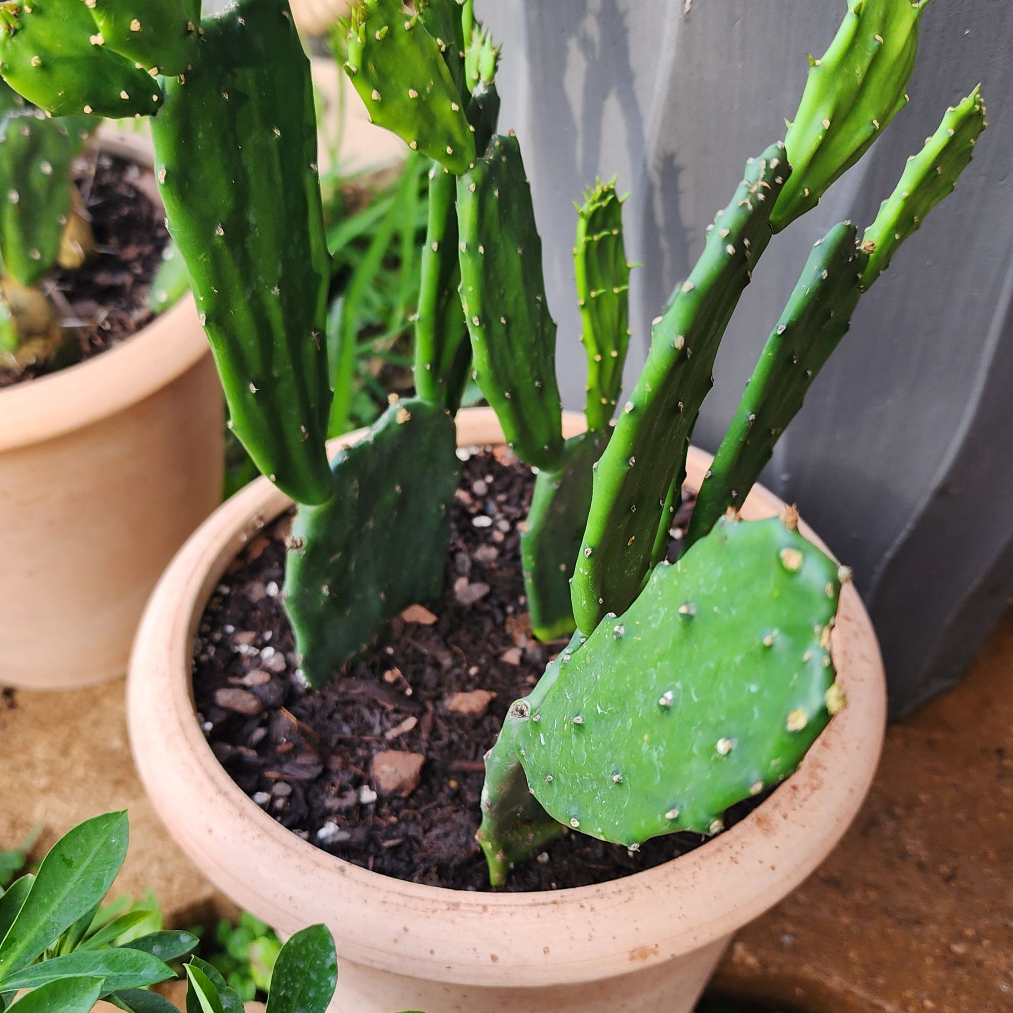Photo of the plant species Opuntia 'Emerald Wave' by @LadyOricad named Marley on Greg, the plant care app