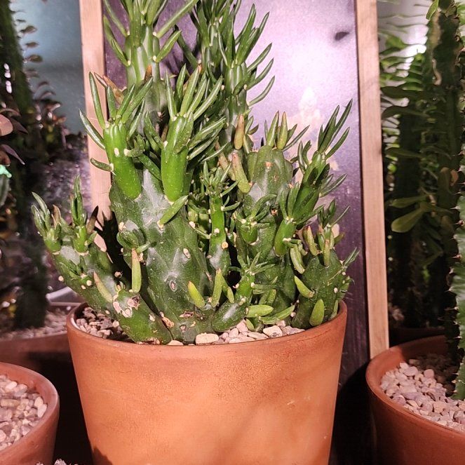 Photo of the plant species Opuntia Gumby by @LadyOricad named Curie on Greg, the plant care app