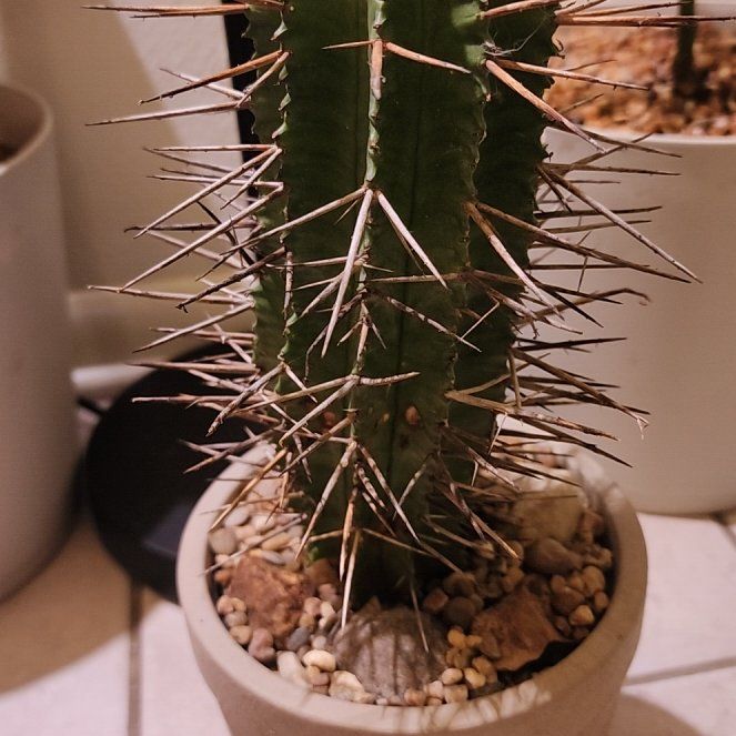Photo of the plant species Spiny Milk Barrel by @LadyOricad named Remington on Greg, the plant care app