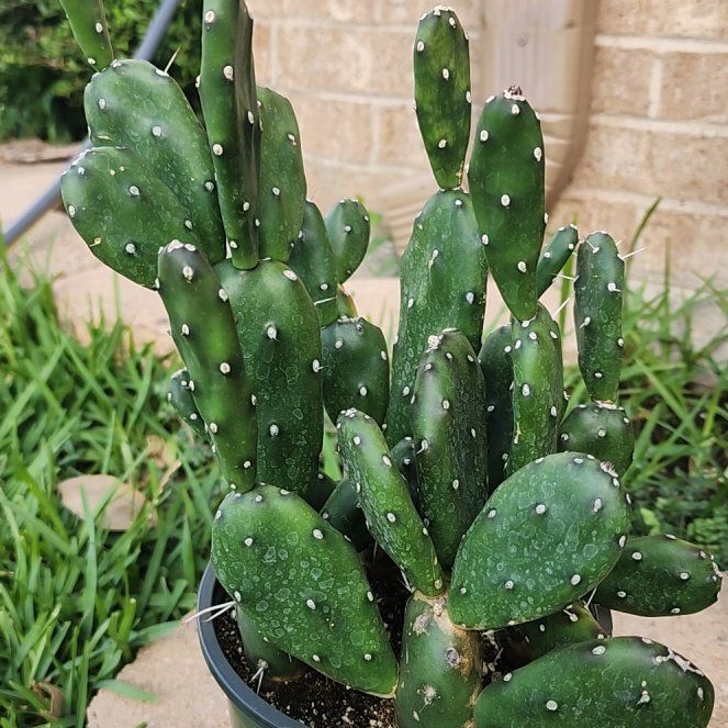 Photo of the plant species Opuntia 'Fat Fingers' by @LadyOricad named Aristotle on Greg, the plant care app